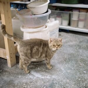 Cat Supplies Product