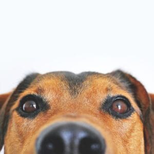 Pets Featured Product