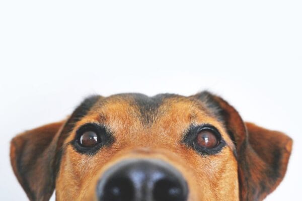 Pets Featured Product