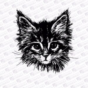 Cute Kitten face