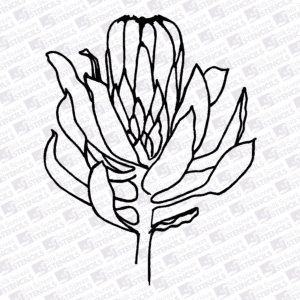 Protea outline 2