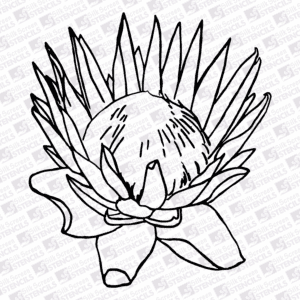 Protea outline 3