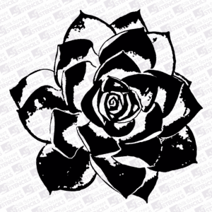 Woestynrosie